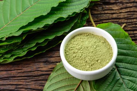 Kratom powder in small bowl, with kratom leaves nearby