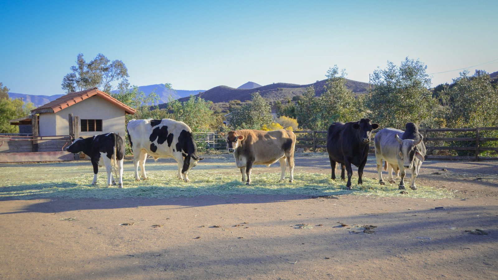 Cows outside Farm Sanctuary