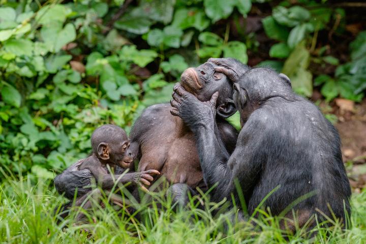 Bonobos (pictured) and chimpanzees share gestures which initiate grooming