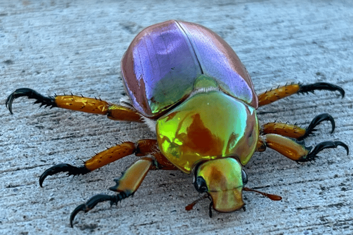 Anoplognathus viriditarsis is a Christmas beetle native to eastern Australia