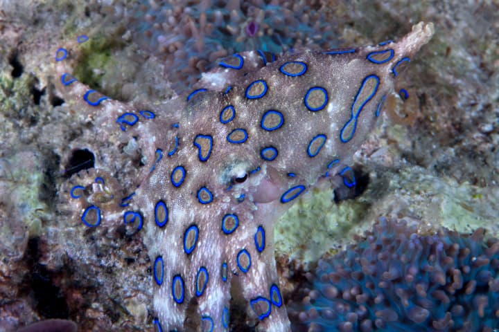 Researchers inspired by the blue-ringed octopus have created a tech platform that can camouflage and signal