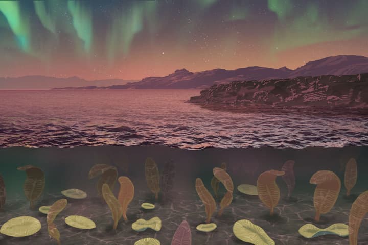 An artist's impression of the Ediacaran Period, a time when the Earth's magnetic field was at its weakest