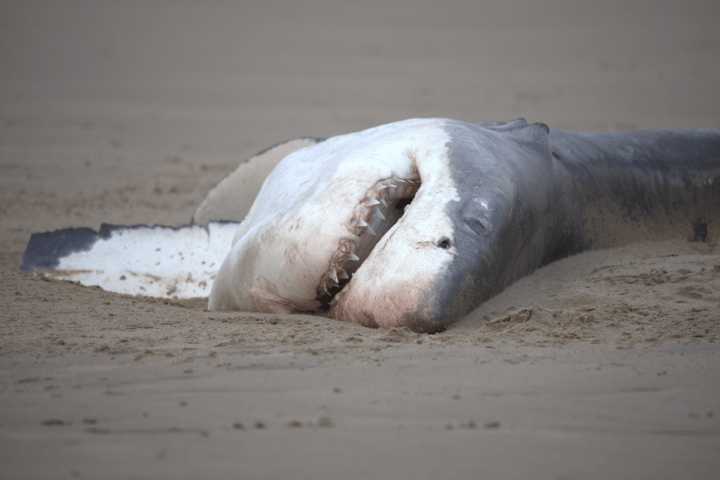 The eviscerated carcass of another great white which was very likely also killed in the same incident