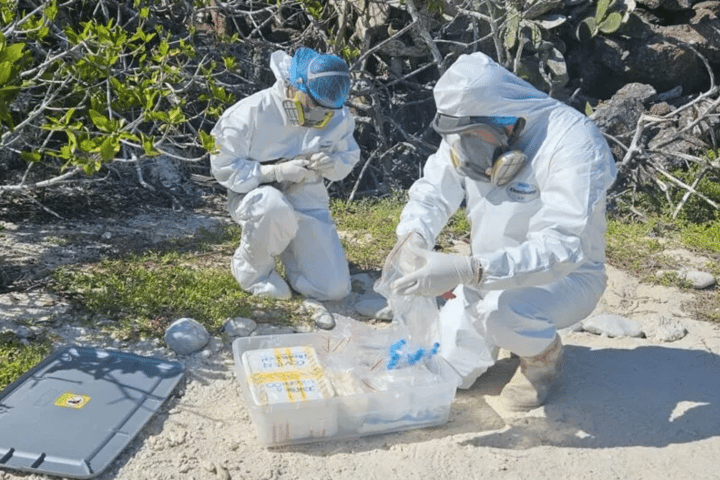 The H5N1 virus has been detected in the Galapagos for the first time