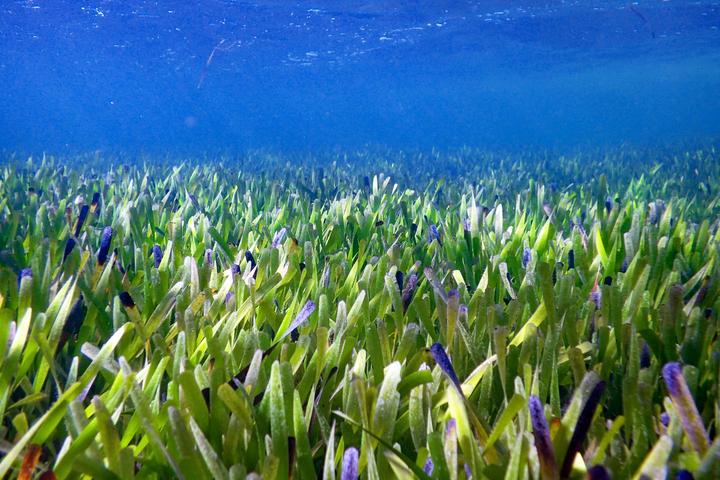 A section of the seagrass meadow that's now been found to be the largest plant in the world