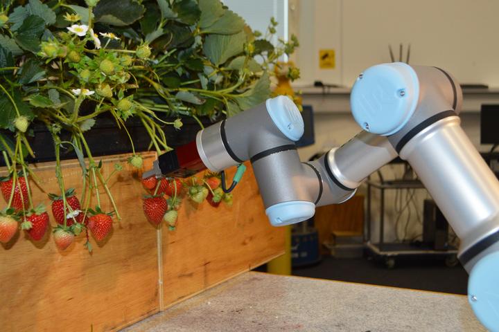 The new robot is designed to ease labor shortages on British strawberry farms