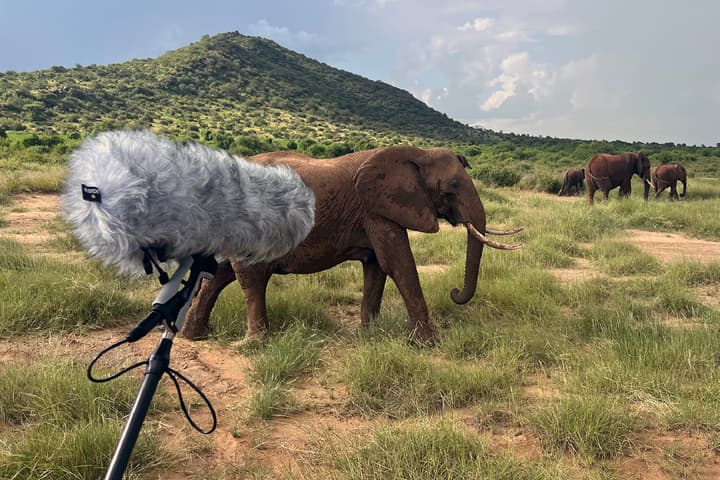 Elephants communicate using vocalizations similar to human names