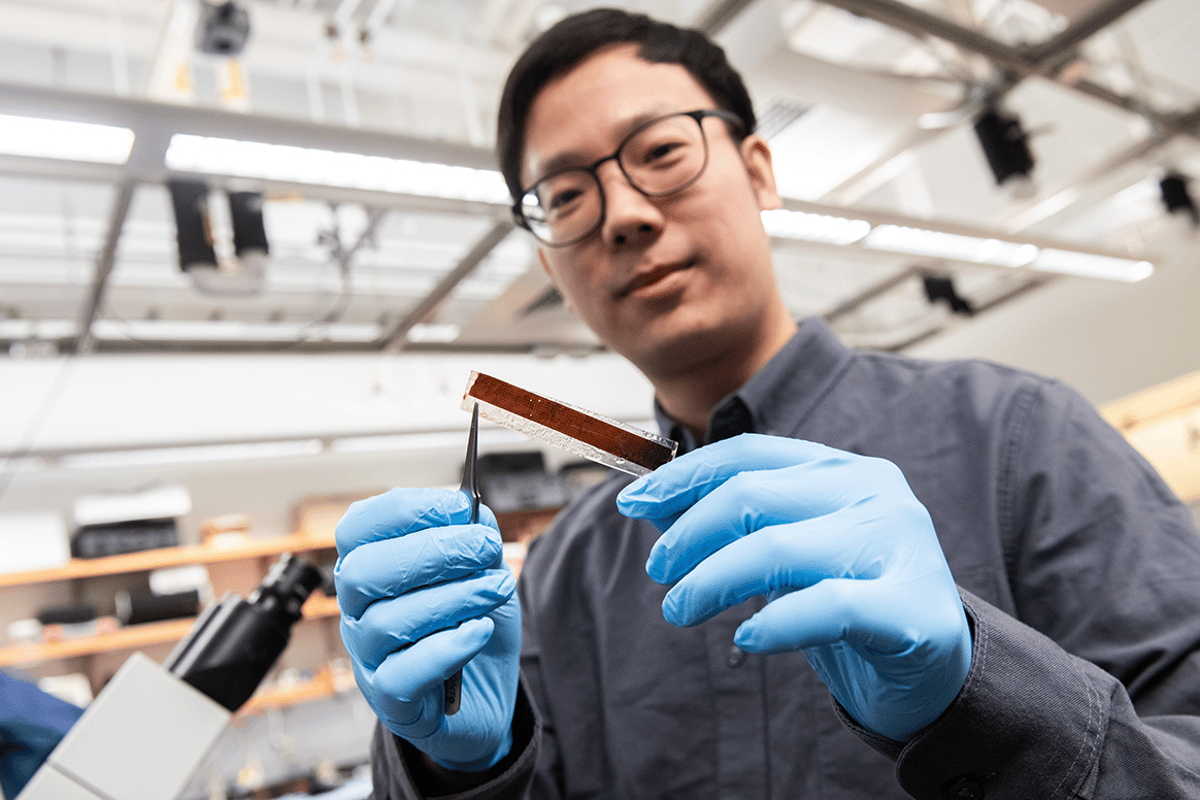 Pengju Li, a researcher on the study, holds a prototype pacemaker that's only 1 micrometer thick, and operated by light pulses