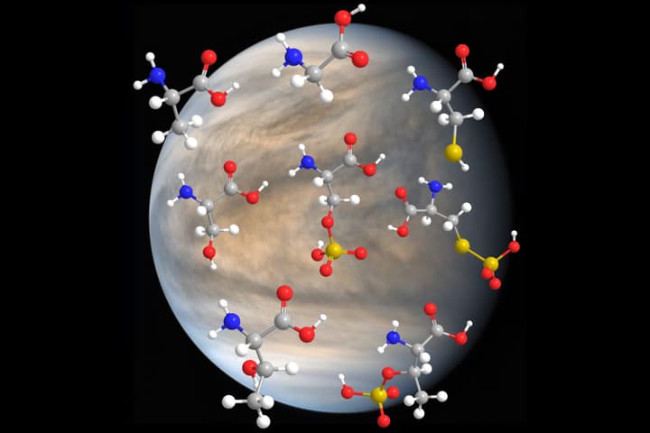 Amino acids essential to life are surprisingly stable in Venus' sulfuric acid clouds, suggests a new study
