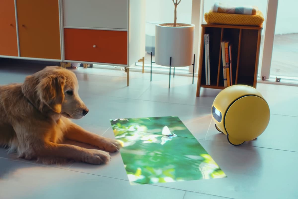 Samsung's Ballie smart robot assistant keeping pooch entertained while the home owner is at work