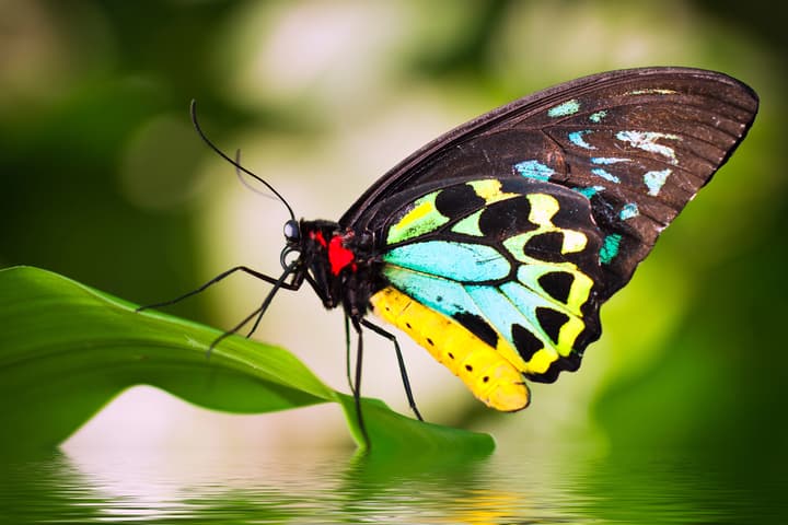 Ornithoptera euphorion male shows off his impressive wings, which Darwin saw as the driver of evolution, not natural selection