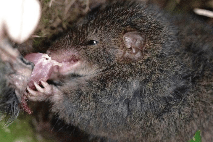 This is the first time an antechinus was photographed eating one of its own species