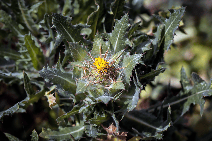 The unassuming blessed thistle contains a compound that regenerates damaged nerves