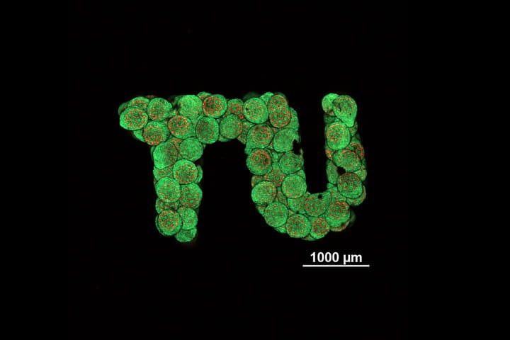 To illustrate how the new technique can grow cartilage cells in any shape, the team recreated the shape of the TU Wien logo