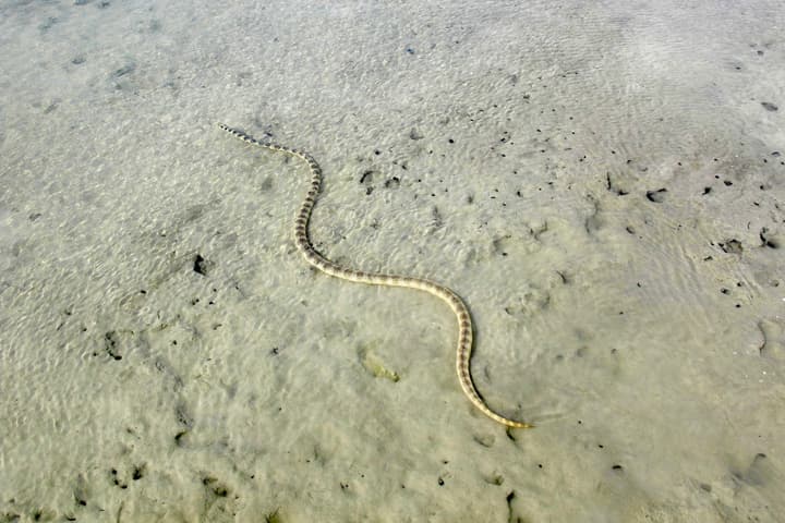 The annulated sea snake is found in tropical and subtropical regions of Australia and Asia – and it likely sees in color