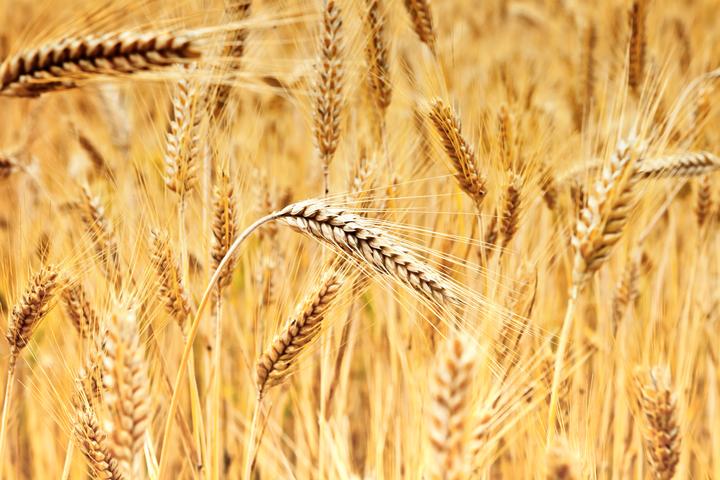 The best-performing line of the transgenic wheat produced grains that were an average of 12.3 percent heavier than those of regular wheat (pictured here), resulting in an 11.3-percent higher total yield