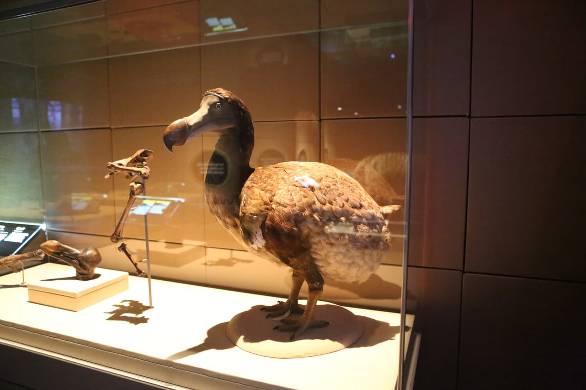 A model of a dodo, the creature that perhaps most clearly represents human-induced extinction