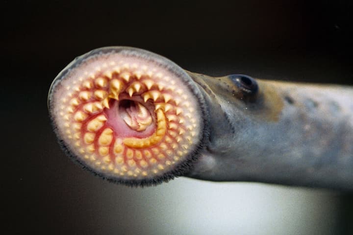 A new study has found that humans are related to sea lampreys