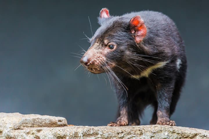AI facial recognition could help save the embattled Tasmanian devil species