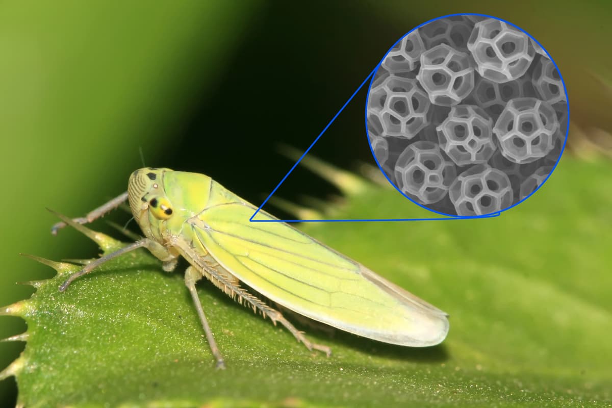A leafhopper, with a microscope image (inset) of the brochosome particles it produces
