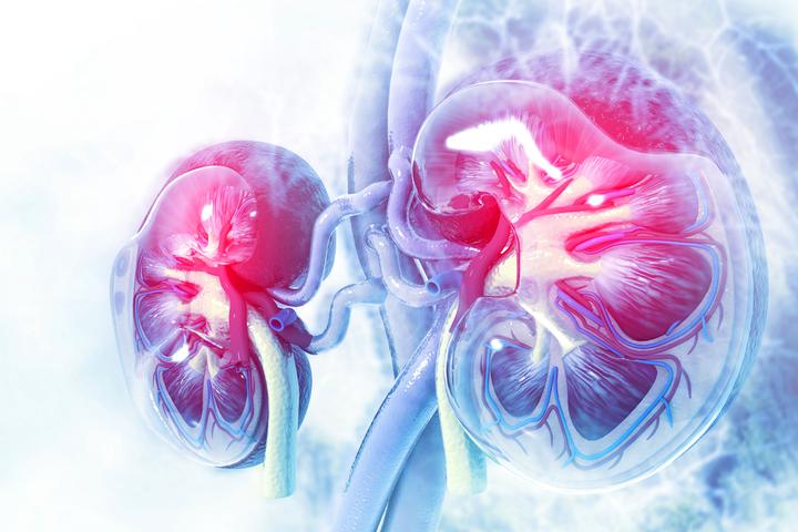 Cells lining the tubes inside the kidneys have been found to have a pumping action that hasn't been observed before