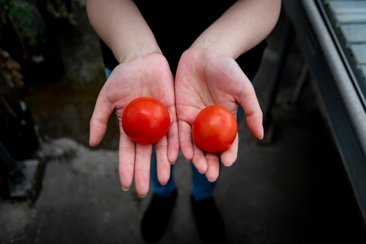 A researcher compares the new tomato genetically engineered to be higher in vitamin D (left) with a regular wild tomato (right)