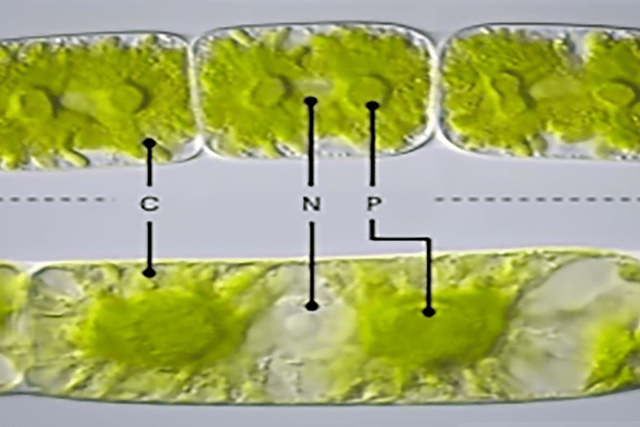 The two strains of Zygnema obtained from the University of Göttingen