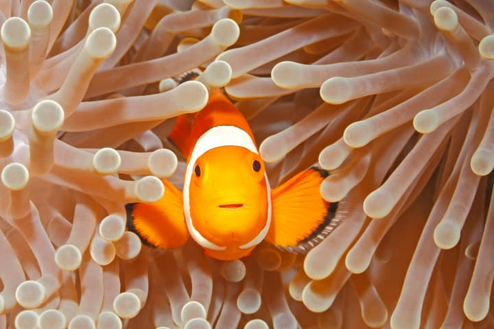 Bullying Dory: Tri-striped clownfish are not fans of strangers, even if they look identical