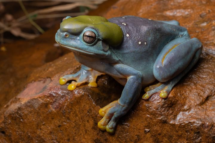 Scientists believe this blue frog sighting is a "once-in-a-lifetime" chance