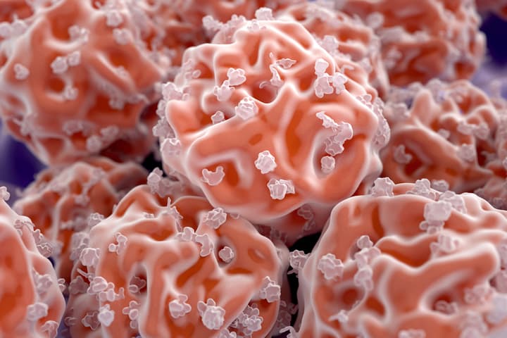 A team of researchers has discovered the driving mechanism behind human stem cell differentiation