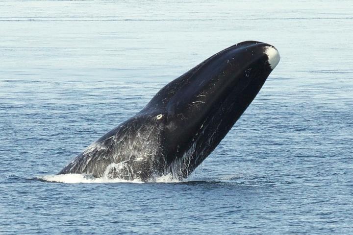 The study indicated that bowhead whales can live up to 268 years