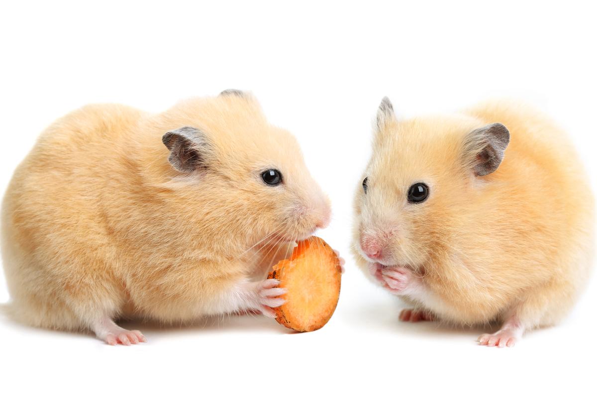 Hamsters genetically engineered to lack a key hormone receptor showed unexpected social behaviors