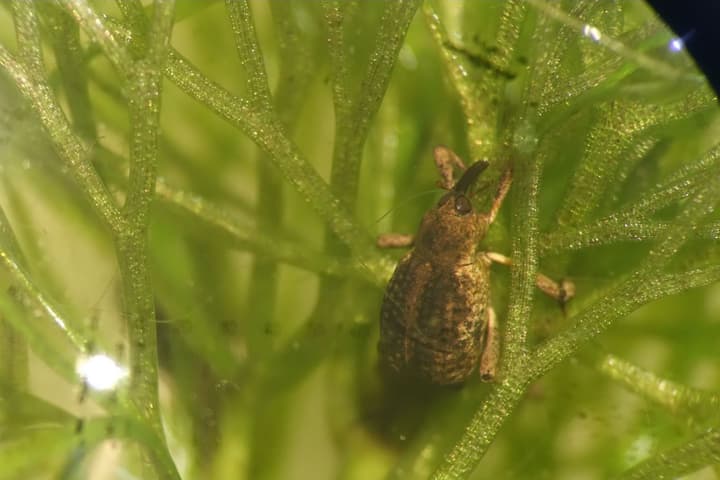 The cabomba weevil feeds on nothing but the cabomba plant, throughout its whole life