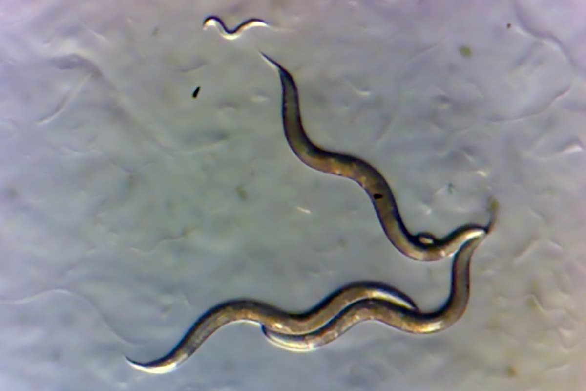 Tiny worms called nematodes exposed to radiation for almost forty years showed no signs of genetic damage