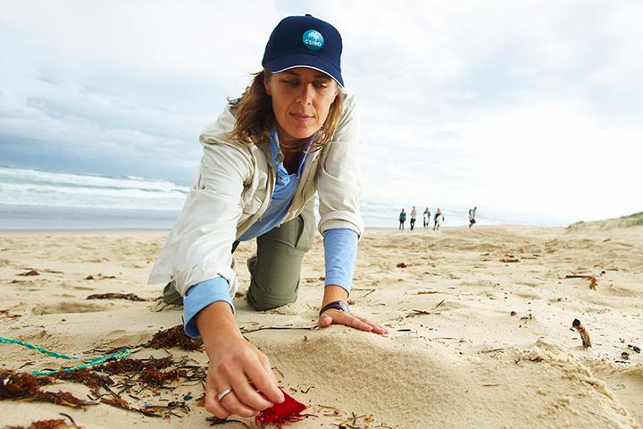 CSIRO's Dr. Denise Hardesty surveys one of the beaches included in the study