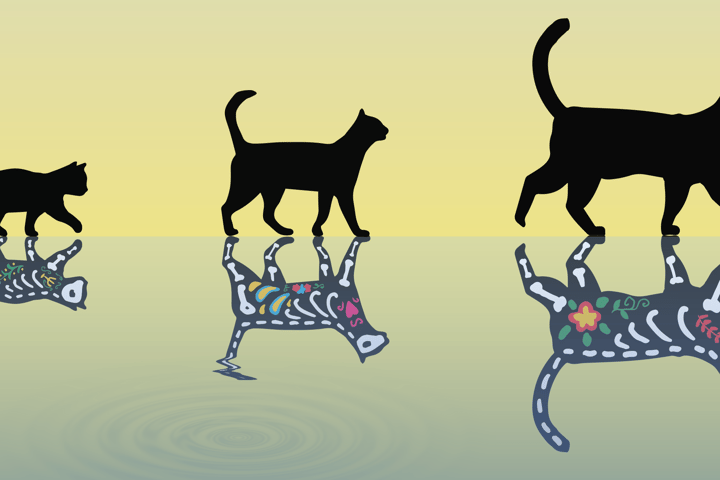 An artist's impression of "Schrödinger's cats" of various weights, which a new study has probed