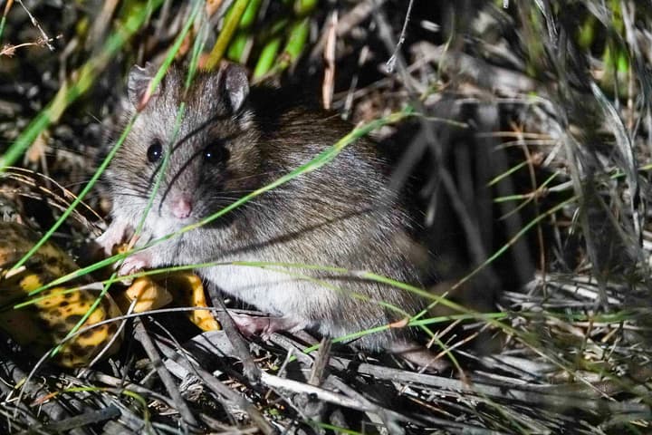 Rat-atouille: Scientists are helping these little native omnivores evolve their food selection