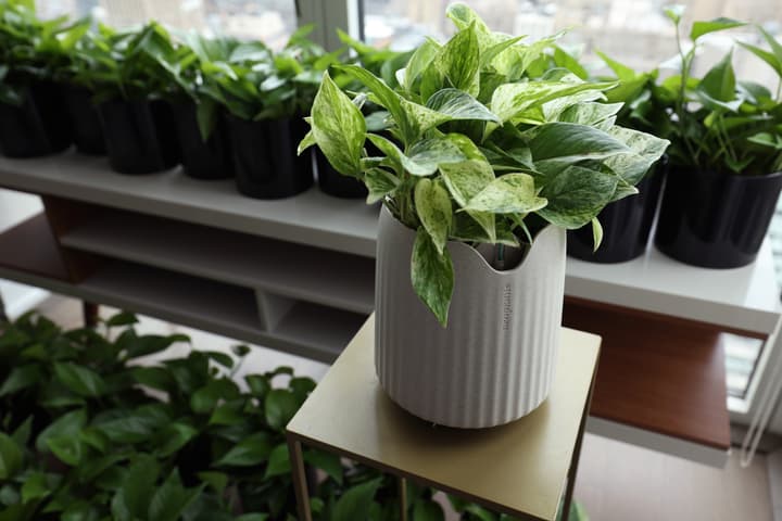 The Neo PX system – pothos plant included – will set you back US$119