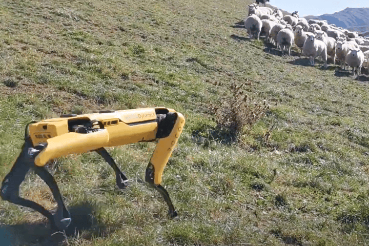 Testing the new cloud-based software, Spot was monitored herding sheep in New Zealand by a team based in the United States