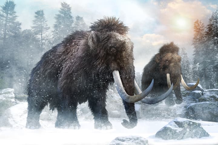 An exceptionally well-preserved, "freeze-dried" mammoth has allowed scientists to reconstruct its genome in three dimensions for the first time, including its chromosomes