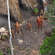 The Uncontacted Indians of Brazil