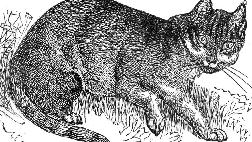 An old vintage illustration of a startled wild cat, crouched in some grass.