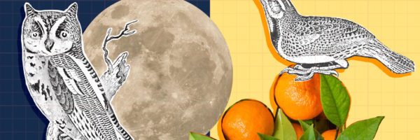 Mixed media illustration of night owl and early bird with moon and oranges