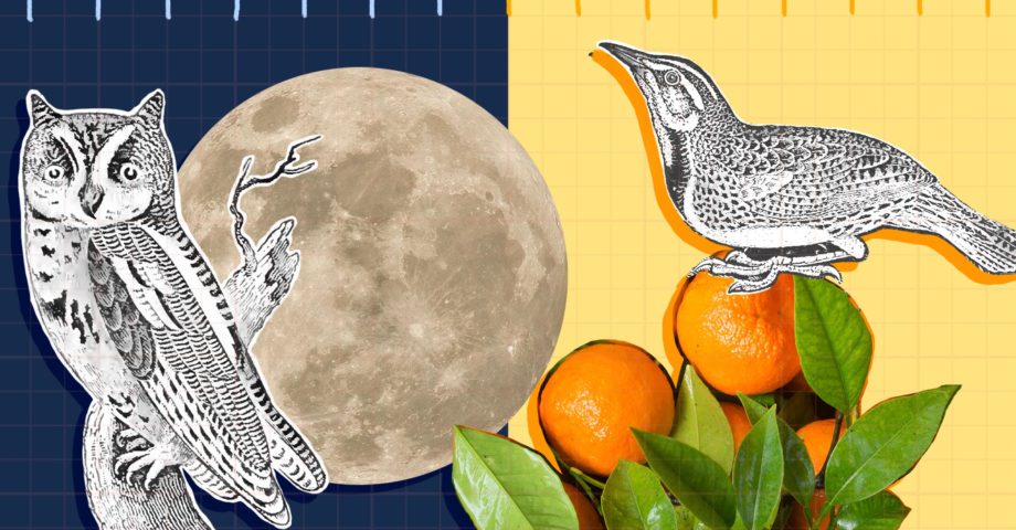 Mixed media illustration of night owl and early bird with moon and oranges