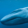 GreatBlueWhale