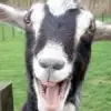 TheGoatyGoat