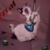 jazzthecat