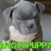 AngryPuppy78