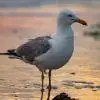 TheSeagull4