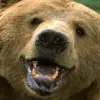 AnAtheistBear